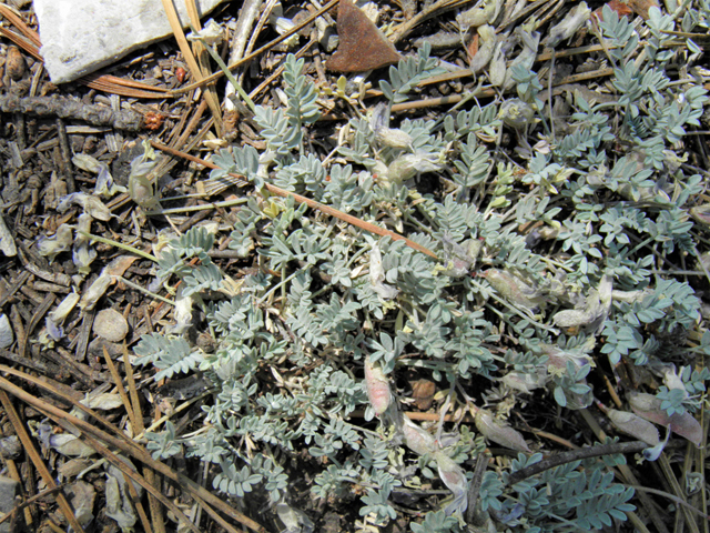 Astragalus uncialis (Currant milkvetch) #77497