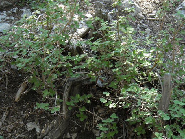 Jamesia americana (Fivepetal cliffbush) #77536