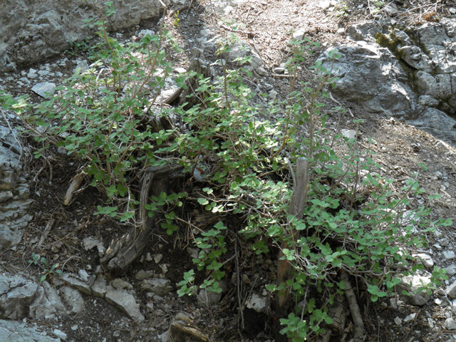 Jamesia americana (Fivepetal cliffbush) #77538