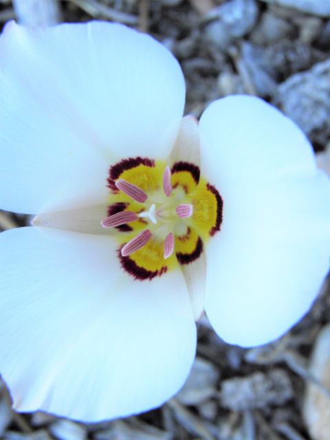 Calochortus bruneaunis (Bruneau mariposa lily) #77542