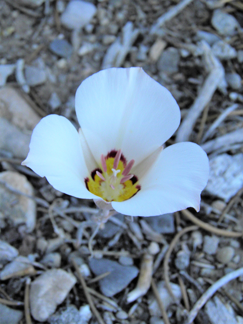 Calochortus bruneaunis (Bruneau mariposa lily) #77543