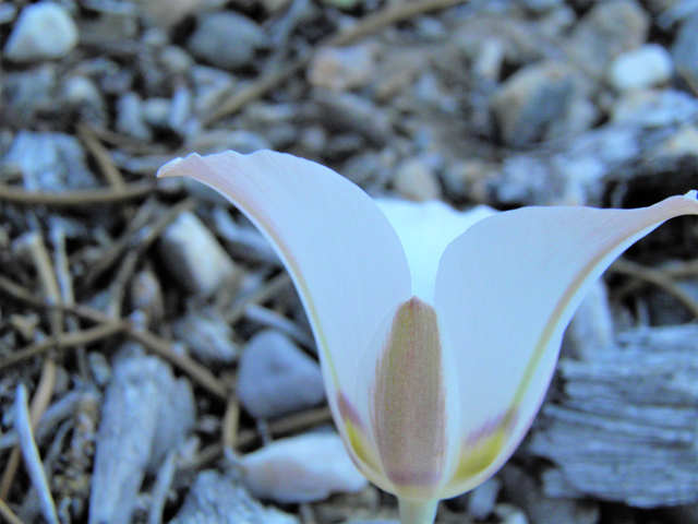Calochortus bruneaunis (Bruneau mariposa lily) #77545
