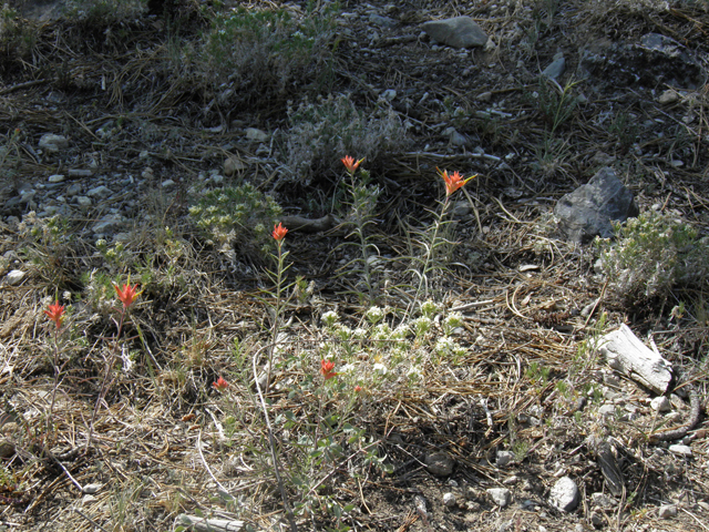 Castilleja linariifolia (Wyoming indian paintbrush) #77558