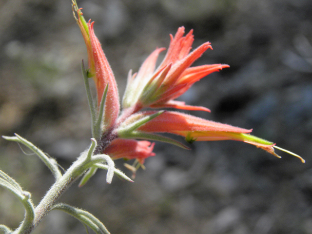 Castilleja linariifolia (Wyoming indian paintbrush) #77559