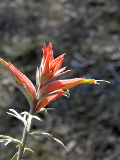 Castilleja linariifolia (Wyoming indian paintbrush) #77560