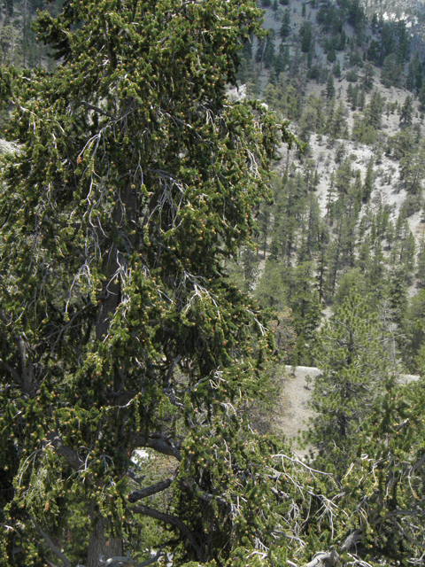 Pinus longaeva (Great basin bristlecone pine) #77562