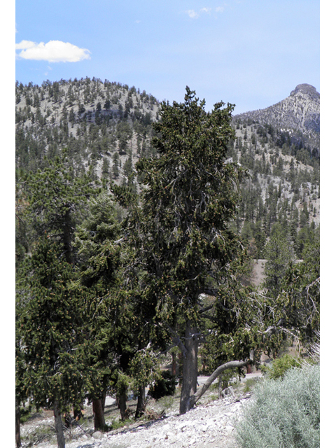 Pinus longaeva (Great basin bristlecone pine) #77563