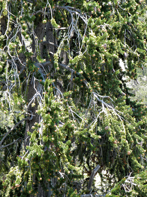 Pinus longaeva (Great basin bristlecone pine) #77564