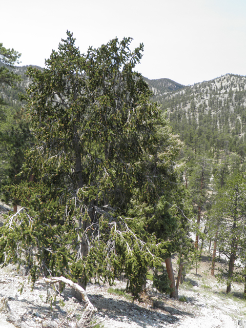 Pinus longaeva (Great basin bristlecone pine) #77567