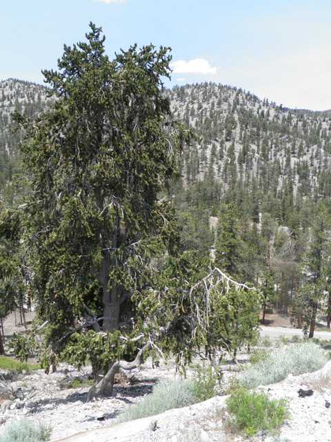 Pinus longaeva (Great basin bristlecone pine) #77568