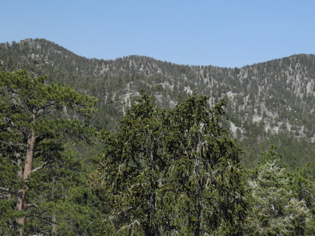 Pinus longaeva (Great basin bristlecone pine) #77569