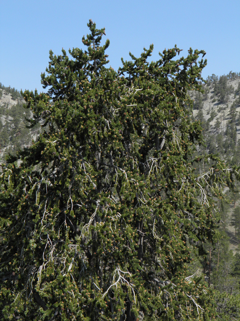 Pinus longaeva (Great basin bristlecone pine) #77570