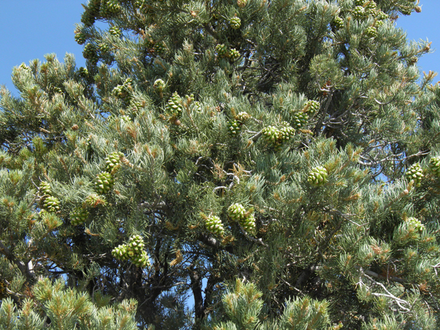 Pinus monophylla (Singleleaf pinyon) #77571