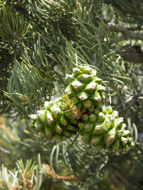 Pinus monophylla (Singleleaf pinyon) #77572