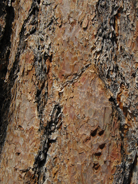 Pinus ponderosa (Ponderosa pine) #77577
