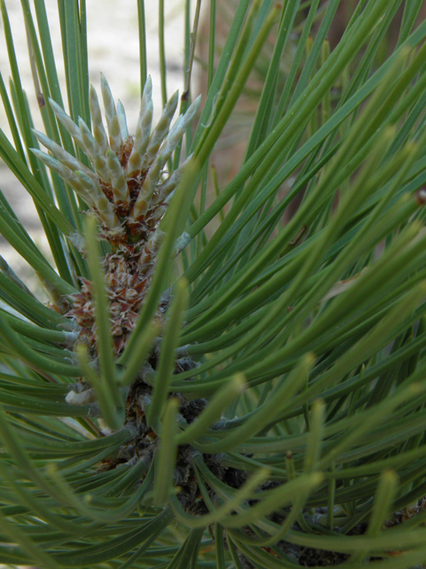 Pinus ponderosa (Ponderosa pine) #77578