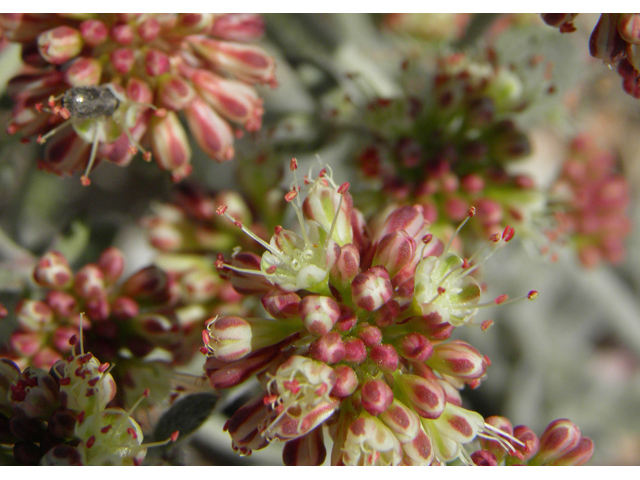 Eriogonum umbellatum var. versicolor (Sulphur-flower buckwheat) #77623
