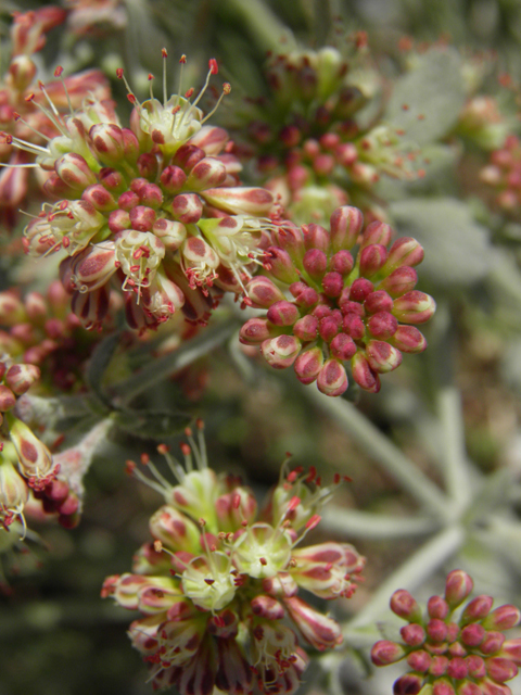 Eriogonum umbellatum var. versicolor (Sulphur-flower buckwheat) #77626