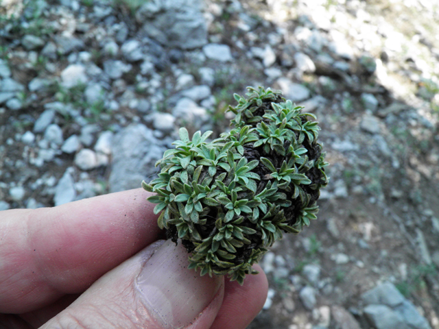 Petrophytum caespitosum var. caespitosum (Mat rockspirea) #77642