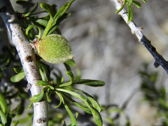 Prunus fasciculata (Desert almond) #77644