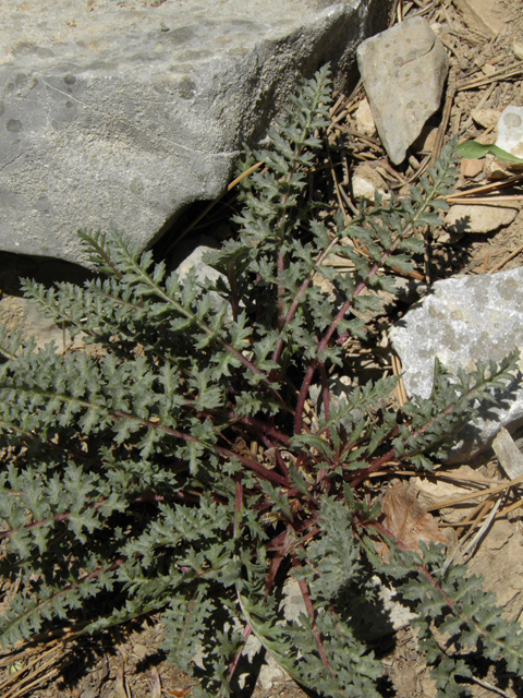 Pedicularis semibarbata var. charlestonensis (Charleston lousewort) #77674