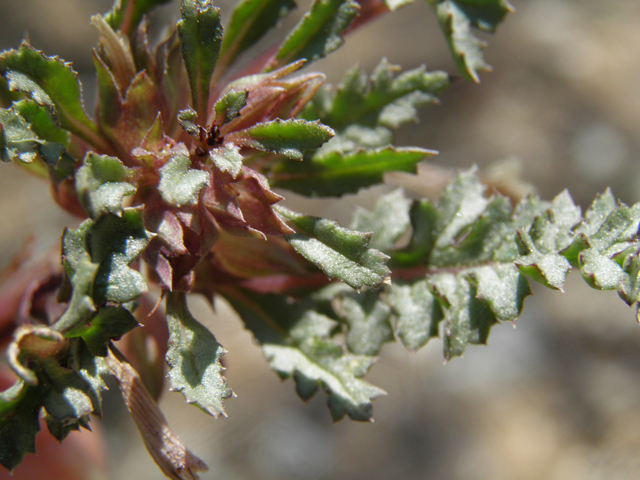Pedicularis semibarbata var. charlestonensis (Charleston lousewort) #77677
