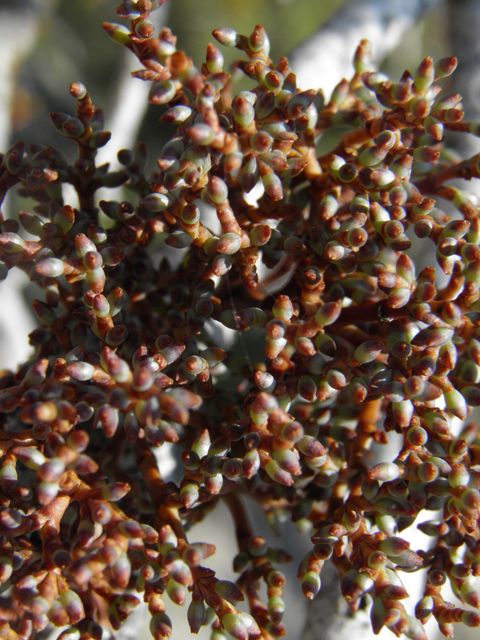 Arceuthobium divaricatum (Pinyon dwarf mistletoe) #77684