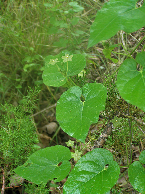 Matelea reticulata (Pearl milkweed vine) #77711