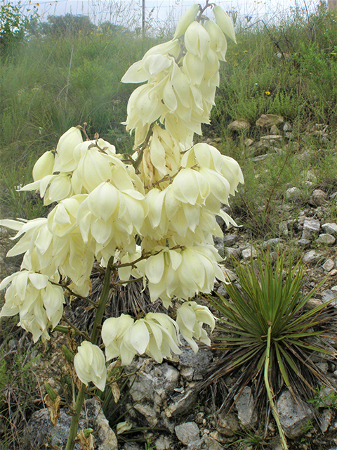 Yucca rupicola (Twistleaf yucca) #77717