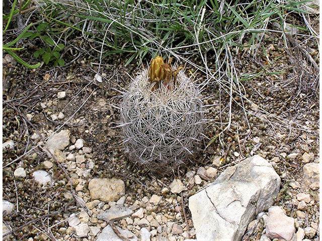 Coryphantha echinus (Rhinoceros cactus) #77753