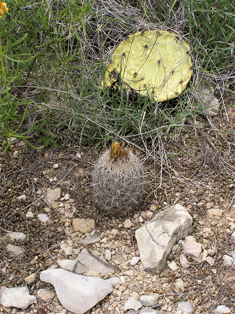 Coryphantha echinus (Rhinoceros cactus) #77754
