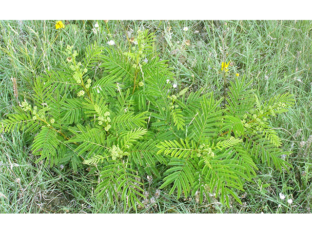 Desmanthus illinoensis (Illinois bundleflower) #77763