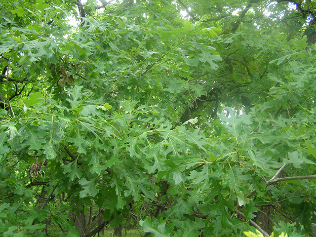 Quercus macrocarpa (Bur oak) #77765