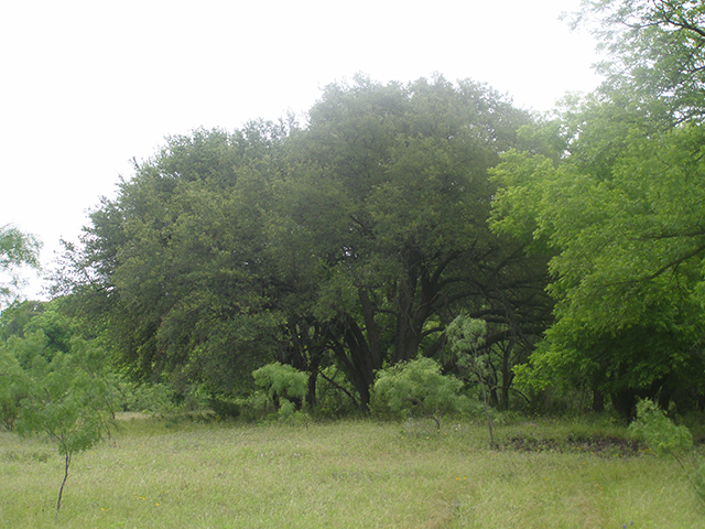 Quercus macrocarpa (Bur oak) #77766