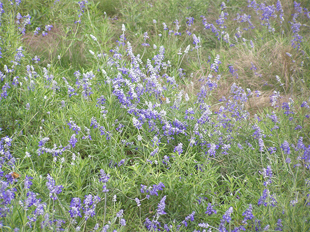 Salvia farinacea (Mealy blue sage) #77770