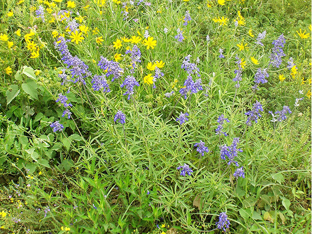 Salvia farinacea (Mealy blue sage) #77771