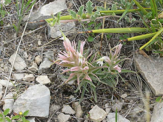 Castilleja sessiliflora (Downy painted cup) #77793