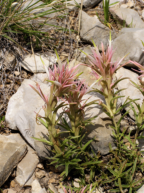 Castilleja sessiliflora (Downy painted cup) #77794
