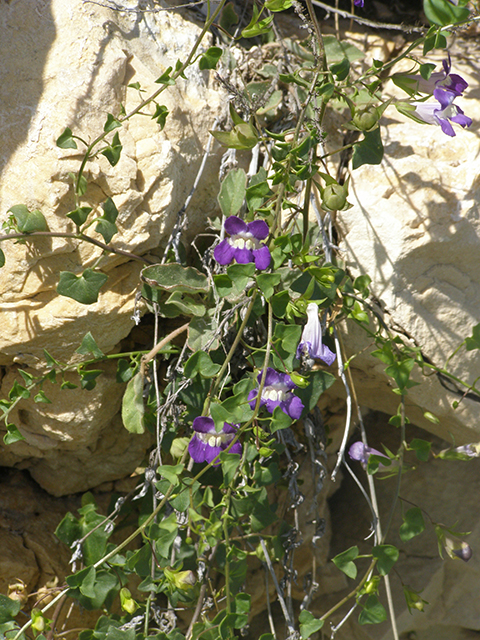 Maurandella antirrhiniflora (Snapdragon vine ) #77797