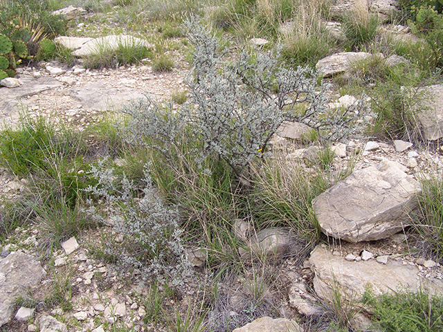 Leucophyllum minus (Big bend barometerbush) #77818