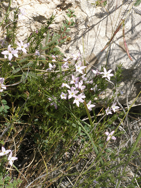 Houstonia acerosa (Needleleaf bluet) #77828
