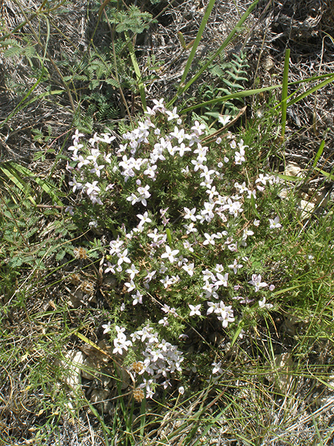 Houstonia acerosa (Needleleaf bluet) #77833
