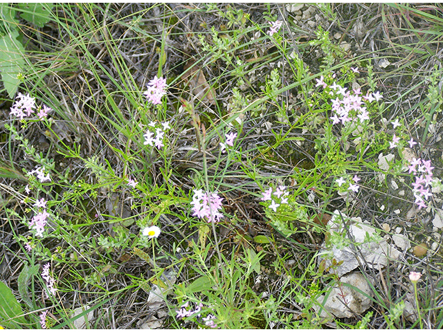 Stenaria nigricans var. nigricans (Diamondflowers) #77834