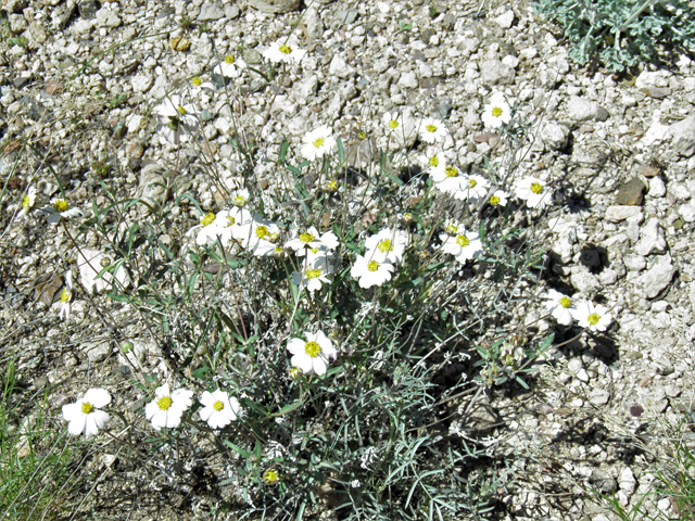Melampodium leucanthum (Blackfoot daisy) #77849
