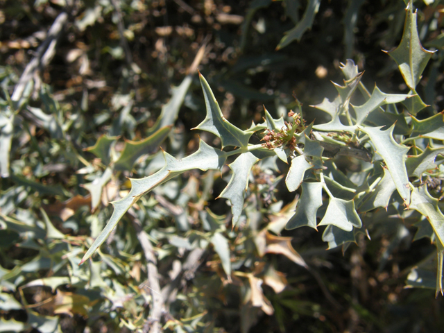 Mahonia trifoliolata (Agarita) #77850