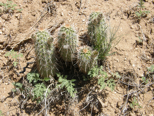 Echinocereus fasciculatus (Pinkflower hedgehog cactus) #77854
