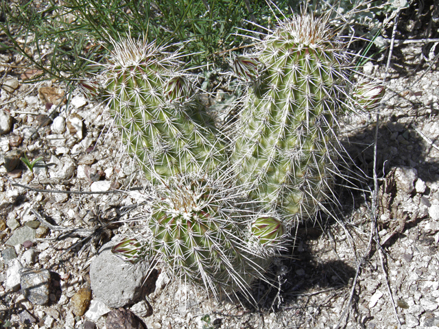Echinocereus fasciculatus (Pinkflower hedgehog cactus) #77855