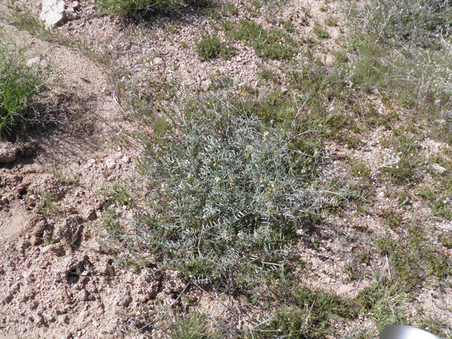 Astragalus arizonicus (Arizona milkvetch) #77868