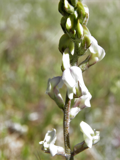 Astragalus arizonicus (Arizona milkvetch) #77869