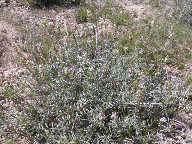 Astragalus arizonicus (Arizona milkvetch) #77870
